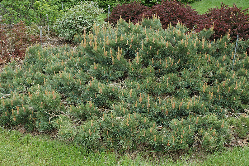 Albyn Prostrate Scotch Pine (Pinus sylvestris 'Albyn Prostrata') in El ...