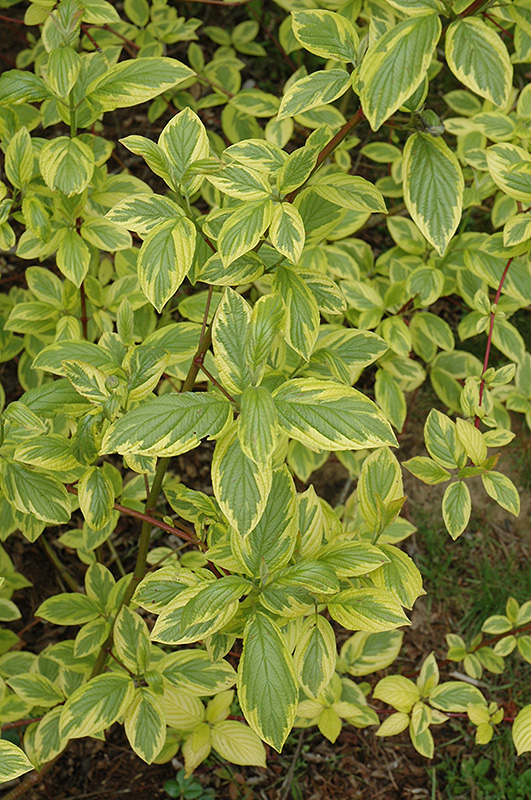 Hedgerows Gold Variegated Red-Twig Dogwood (Cornus sericea 'Hedgerows ...