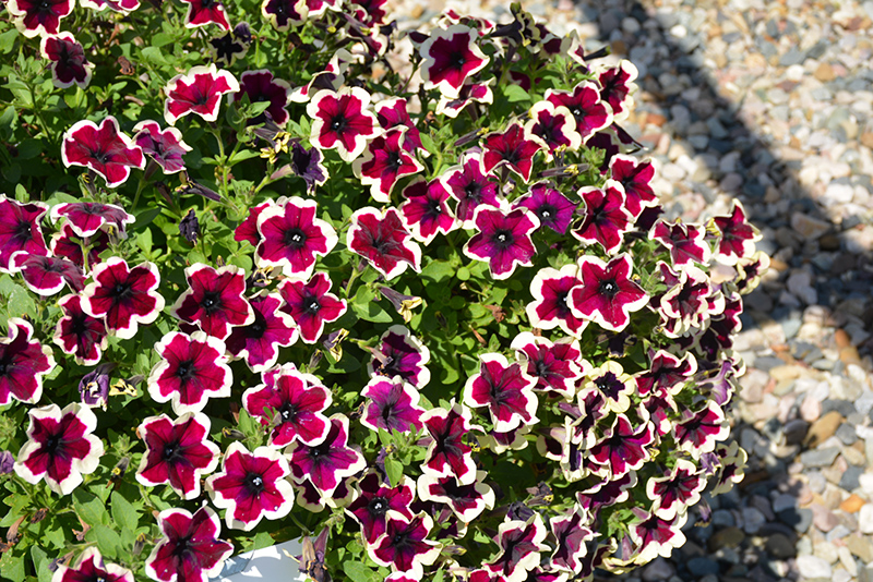 Crazytunia® French Kiss Petunia (Petunia 'Crazytunia