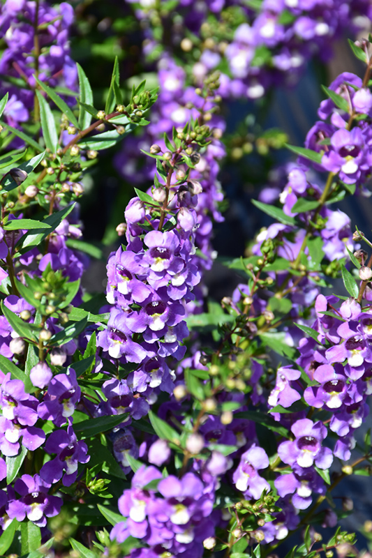 Sungelonia Blue Angelonia (Angelonia angustifolia 'Sungelonia Blue') in ...