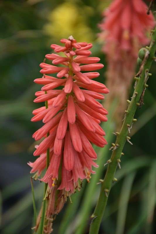 Redhot Popsicle™ Torchlily (Kniphofia 'Redhot Popsicle') in El Jebel ...