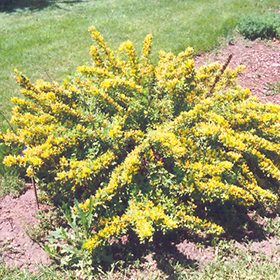 Plant Photo 9