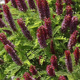 Plant Photo 1