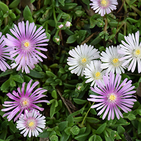 Lavender Ice Ice Plant Delosperma Psfave In El Jebel Colorado Co At Eagle Crest Nursery