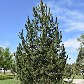 Plant Photo 1