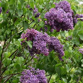 Plant Photo 7