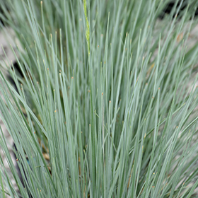 Plant Photo 8