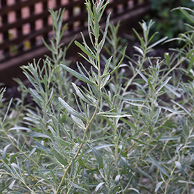 Plant Photo 8