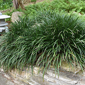 Ornamental Grass Photo