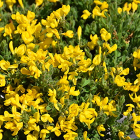 Plant Photo 7