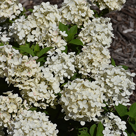 Plant Photo 7